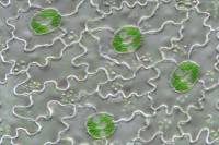 Stomates de feuille de Polypode x100